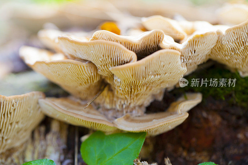 杂色Trametes versicolor蕈类:位于罗洛特附近的加泰罗尼亚森林